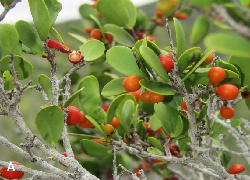 Plants with potential for the restoration of Cuban ecosystems: an initial proposal